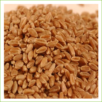Wheat Hard Red Winter (organic) 1kg