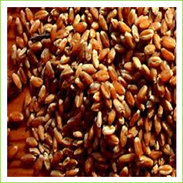 Wheat-Red Fyfe (organic) 1kg