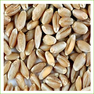 Wheat, Soft Spring (organic) 1kg