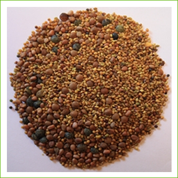 Lentil Crunch -Zesty organic seed mix