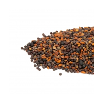 Microgreen Spicy Mix – Sprout Master